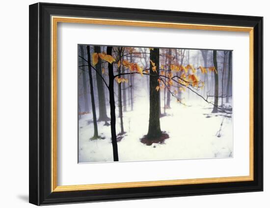 Quiet Woods-David Winston-Framed Giclee Print