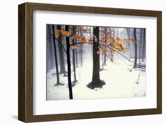 Quiet Woods-David Winston-Framed Giclee Print