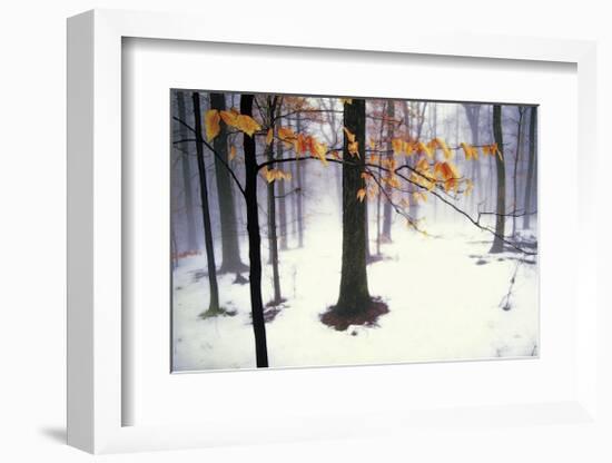 Quiet Woods-David Winston-Framed Giclee Print