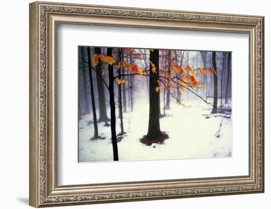 Quiet Woods-David Winston-Framed Art Print