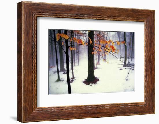 Quiet Woods-David Winston-Framed Art Print