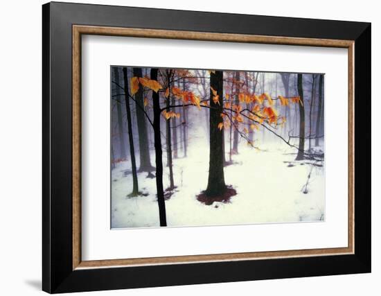 Quiet Woods-David Winston-Framed Art Print