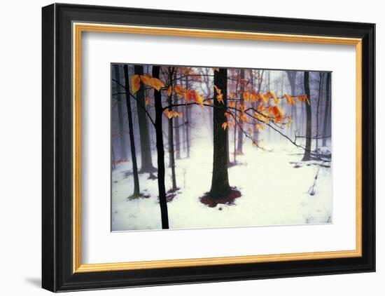 Quiet Woods-David Winston-Framed Art Print