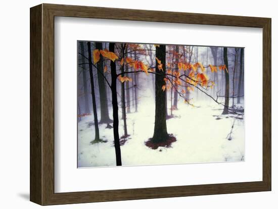 Quiet Woods-David Winston-Framed Art Print