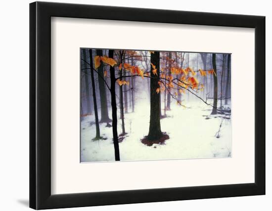 Quiet Woods-David Winston-Framed Art Print