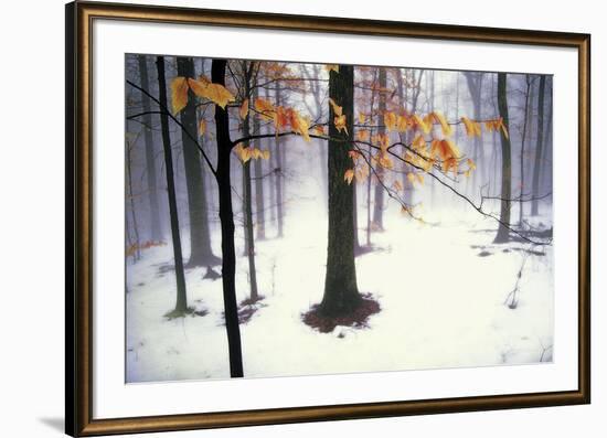 Quiet Woods-David Lorenz Winston-Framed Art Print