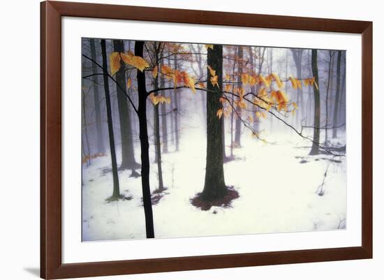 Quiet Woods-David Lorenz Winston-Framed Art Print