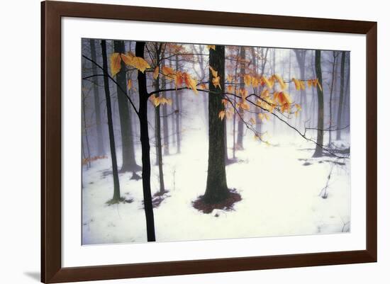 Quiet Woods-David Lorenz Winston-Framed Art Print