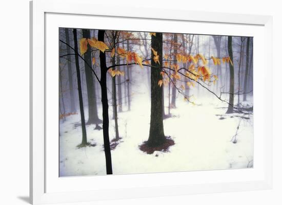 Quiet Woods-David Lorenz Winston-Framed Art Print