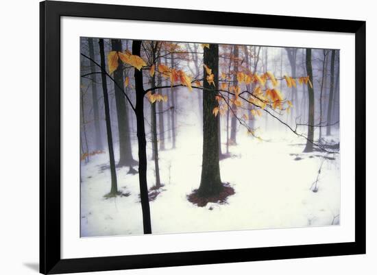 Quiet Woods-David Lorenz Winston-Framed Art Print