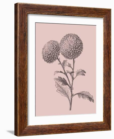 Quilled Pompone Blush Pink Flower-Jasmine Woods-Framed Art Print