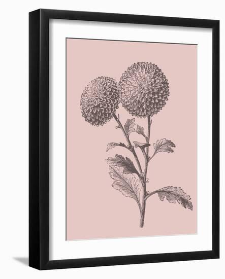 Quilled Pompone Blush Pink Flower-Jasmine Woods-Framed Art Print