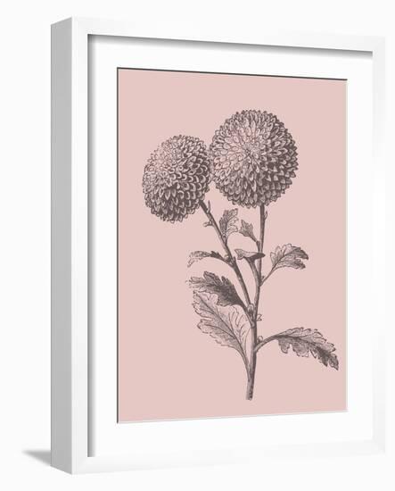 Quilled Pompone Blush Pink Flower-Jasmine Woods-Framed Art Print