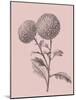 Quilled Pompone Blush Pink Flower-Jasmine Woods-Mounted Art Print