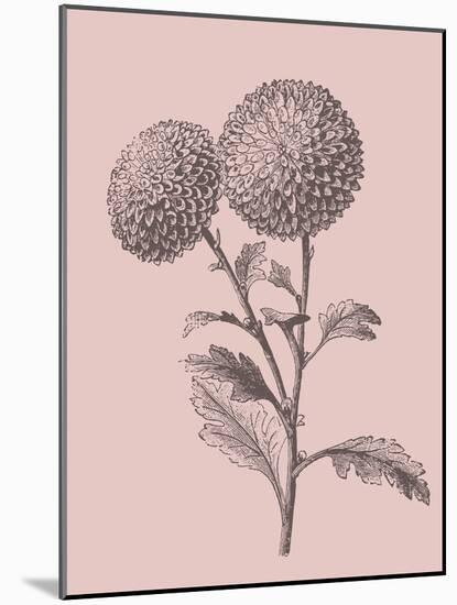 Quilled Pompone Blush Pink Flower-Jasmine Woods-Mounted Art Print