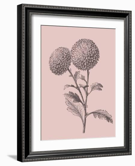 Quilled Pompone Blush Pink Flower-Jasmine Woods-Framed Art Print