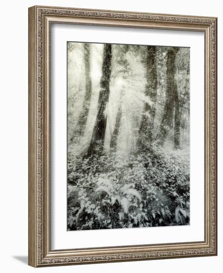 Quimia-Craig Satterlee-Framed Photographic Print