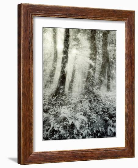 Quimia-Craig Satterlee-Framed Photographic Print