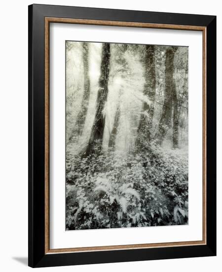 Quimia-Craig Satterlee-Framed Photographic Print