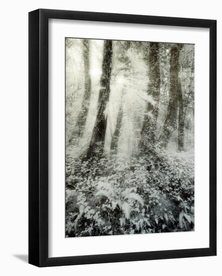 Quimia-Craig Satterlee-Framed Photographic Print