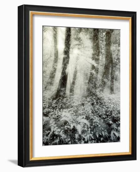 Quimia-Craig Satterlee-Framed Photographic Print