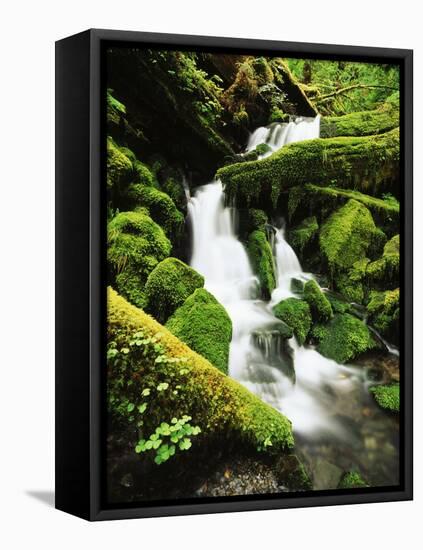 Quinalt Rainforest with Graves Creek Tributary, Olympic National Park, Washington State, USA-Stuart Westmorland-Framed Premier Image Canvas