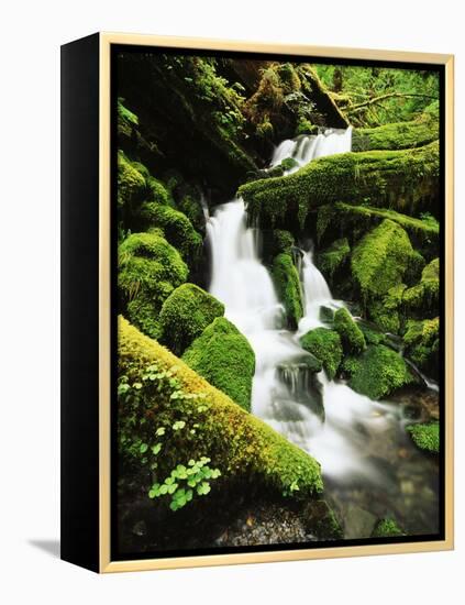 Quinalt Rainforest with Graves Creek Tributary, Olympic National Park, Washington State, USA-Stuart Westmorland-Framed Premier Image Canvas