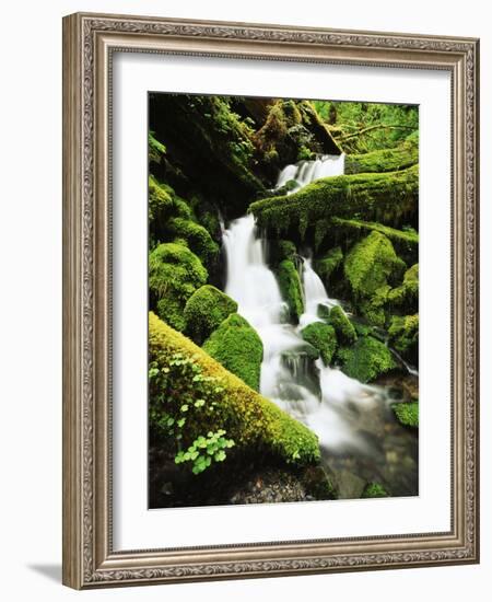 Quinalt Rainforest with Graves Creek Tributary, Olympic National Park, Washington State, USA-Stuart Westmorland-Framed Photographic Print