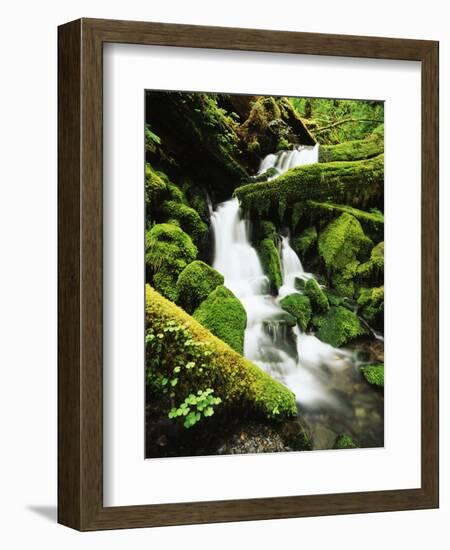 Quinalt Rainforest with Graves Creek Tributary, Olympic National Park, Washington State, USA-Stuart Westmorland-Framed Photographic Print