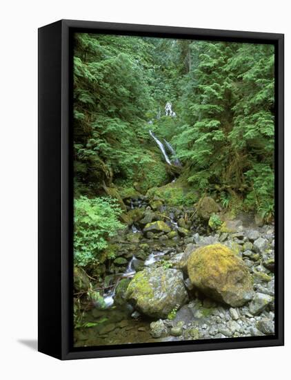 Quinault Rainforest, Olympic National Park, Washington, USA-Rob Tilley-Framed Premier Image Canvas