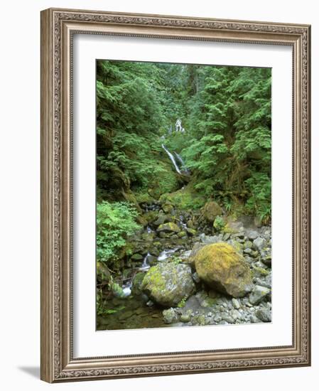 Quinault Rainforest, Olympic National Park, Washington, USA-Rob Tilley-Framed Photographic Print