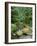 Quinault Rainforest, Olympic National Park, Washington, USA-Rob Tilley-Framed Photographic Print