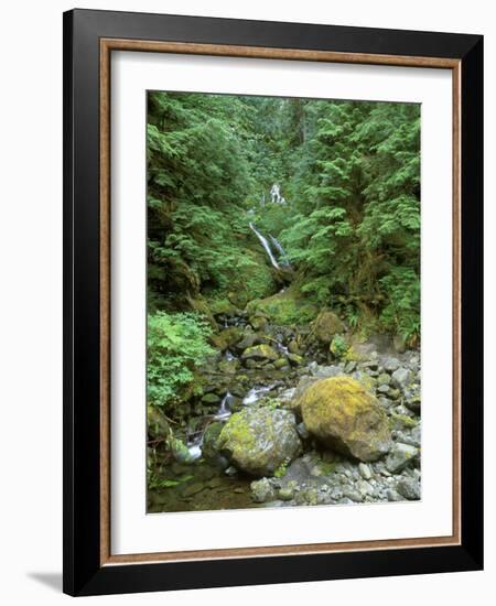 Quinault Rainforest, Olympic National Park, Washington, USA-Rob Tilley-Framed Photographic Print