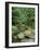 Quinault Rainforest, Olympic National Park, Washington, USA-Rob Tilley-Framed Photographic Print