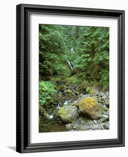 Quinault Rainforest, Olympic National Park, Washington, USA-Rob Tilley-Framed Photographic Print