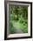 Quinault Rainforest, Olympic National Park, Washington, USA-Rob Tilley-Framed Photographic Print