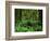 Quinault Rainforest, Olympic National Park, Washington, USA-Rob Tilley-Framed Photographic Print