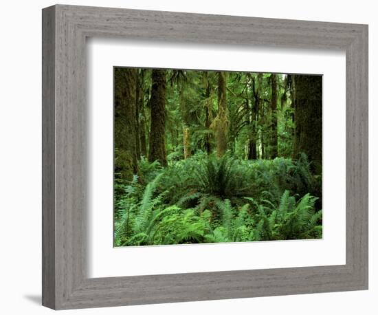 Quinault Rainforest, Olympic National Park, Washington, USA-Rob Tilley-Framed Photographic Print