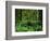 Quinault Rainforest, Olympic National Park, Washington, USA-Rob Tilley-Framed Photographic Print