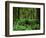 Quinault Rainforest, Olympic National Park, Washington, USA-Rob Tilley-Framed Photographic Print