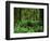 Quinault Rainforest, Olympic National Park, Washington, USA-Rob Tilley-Framed Photographic Print