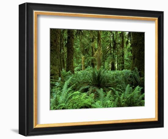 Quinault Rainforest, Olympic National Park, Washington, USA-Rob Tilley-Framed Photographic Print