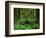 Quinault Rainforest, Olympic National Park, Washington, USA-Rob Tilley-Framed Photographic Print