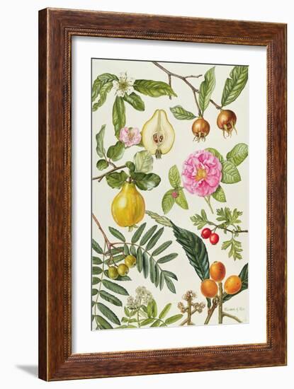 Quince and Other Fruit-Bearing Trees-Elizabeth Rice-Framed Giclee Print