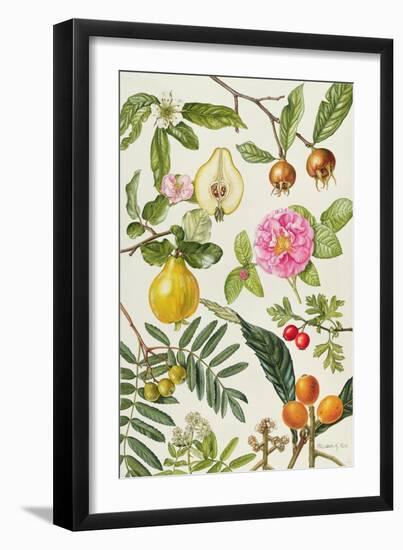 Quince and Other Fruit-Bearing Trees-Elizabeth Rice-Framed Giclee Print