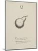Quince Illustrations and Verses From Nonsense Alphabets Drawn and Written by Edward Lear.-Edward Lear-Mounted Giclee Print
