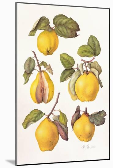 Quinces, 2006-Margaret Ann Eden-Mounted Giclee Print