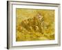 Quinces, Lemons, Pears and Grapes-Vincent van Gogh-Framed Giclee Print
