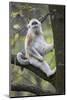 Quinling Golden Snub Nosed Monkey (Rhinopitecus Roxellana Qinligensis), Infant Sitting in a Tree-Florian Möllers-Mounted Photographic Print