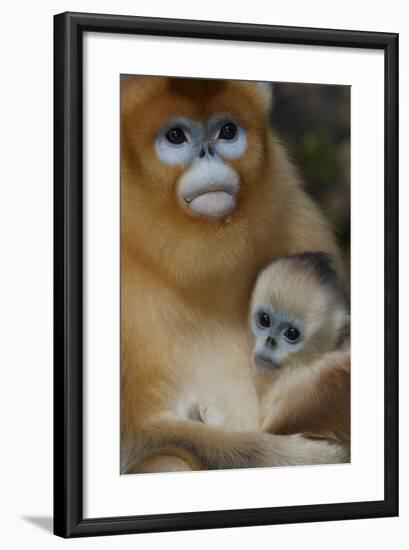 Quinling Golden Snub Nosed Monkey (Rhinopitecus Roxellana Qinlingensis)-Florian Möllers-Framed Photographic Print